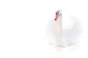 Majestätischer Höckerschwan im See high key Aufnahme