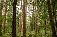 Forêt