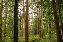 Forest by Carla Eekels