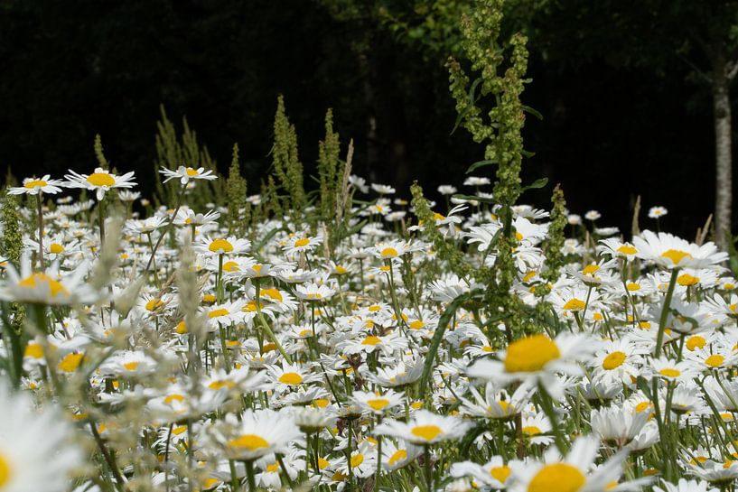 bloemen van Maaike Krimpenfort