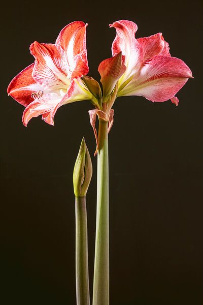 Red flower of the Amaryllis by Willy Sengers