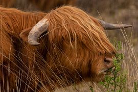 Scottish Highlander Cows. by Brian Morgan