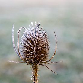 Chardon avec Ripe dans le froid glacial sur Tjeerd Knier