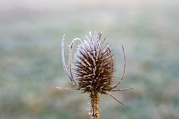 Distel mit Reife in der Eiseskälte