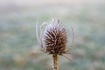 Thistle with Ripe in the freezing cold by Tjeerd Knier
