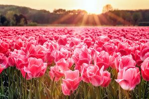 Rayons de soleil sur un champ de tulipes sur Fotografie Egmond