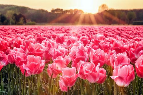 Zonnestralen boven tulpenveld