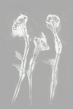 Fleurs blanches dans un style rétro. Art botanique moderne et minimaliste en gris. sur Dina Dankers