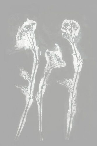 White flowers in retro style. Modern botanical minimalist art in grey.