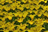 a field of Dutch yellow Tulips in the Keukenhof in LIsse van Rob van Keulen thumbnail
