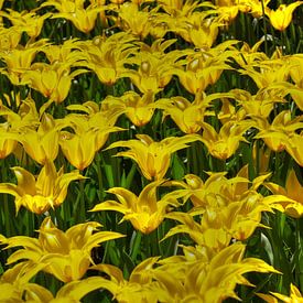 a field of Dutch yellow Tulips in the Keukenhof in LIsse van Rob van Keulen