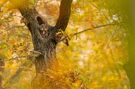 Begluurd. van Gregory & Jacobine van den Top Nature Photography thumbnail