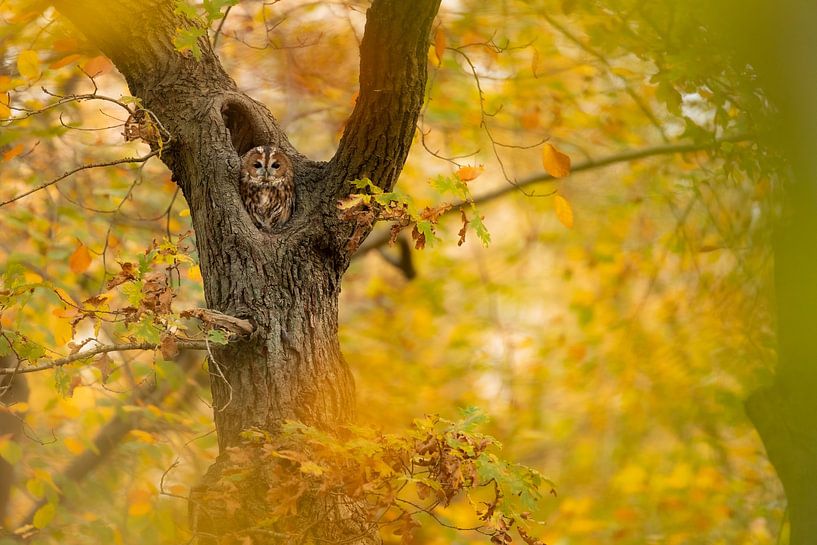 Begluurd. van Gregory & Jacobine van den Top Nature Photography