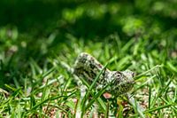 Chameleon