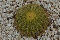 Cactus 2