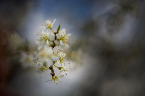De delicate schoonheid van de bloesem