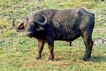 Afrikaanse Buffel Chobe national park Botswana van Merijn Loch