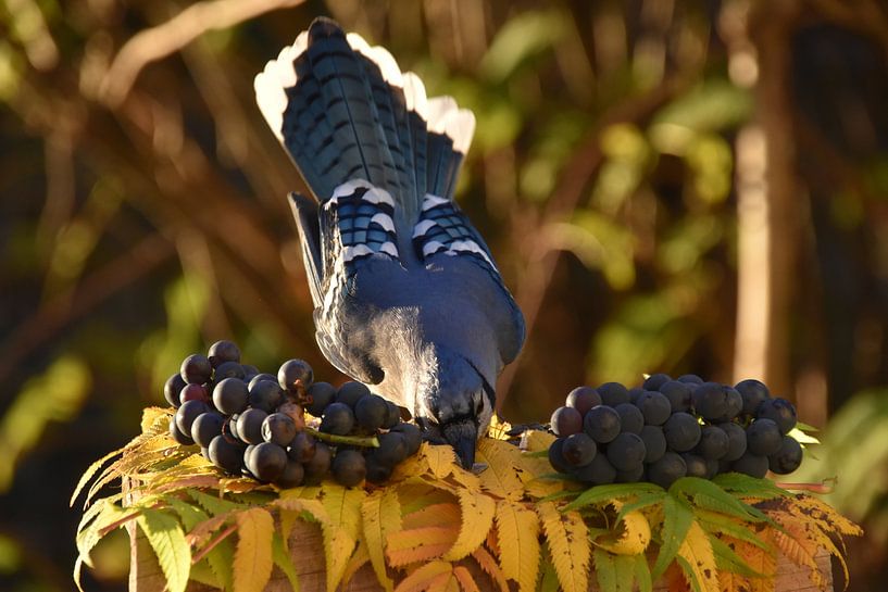 A blue jay in autumn by Claude Laprise