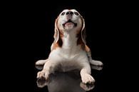 Beagle Dog Hond van Patrick Reymer thumbnail