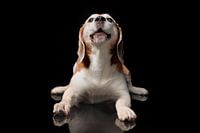 Beagle Dog Hond