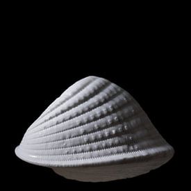 Minimalistisch stilleven schelp (Cardium Cardissa) van Immerse Visuals
