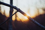 Nature by Meike Huibers thumbnail
