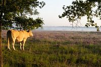 Koe aan het heideveld