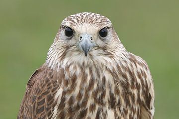 Sakervalk (Falco cherrug) van Ronald Pol