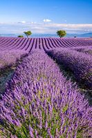 L'été en Provence