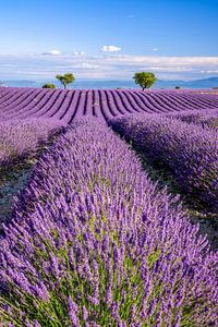 Summer in Provence by Achim Thomae