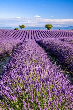 Sommer in der Provence