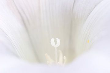 Witte bloem met meeldraden van André Scherpenberg