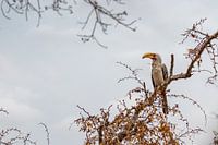 Zazoo dans la nature