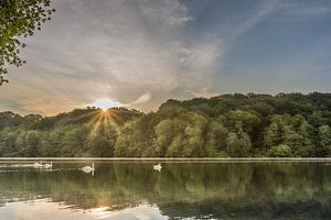 Des cygnes au lever du soleil dans le Cranenweyer