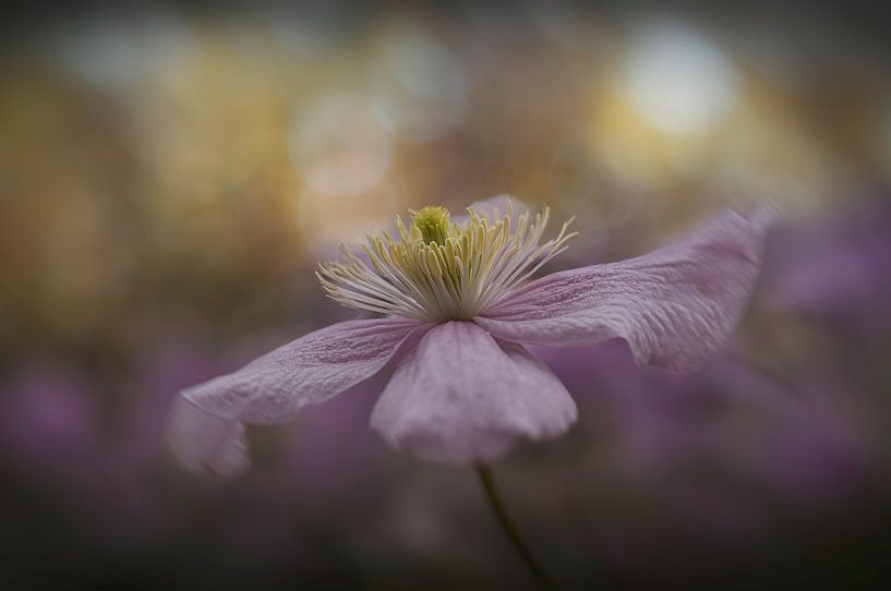 Clematis par Marie-Anne Stas