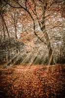 Autumn season