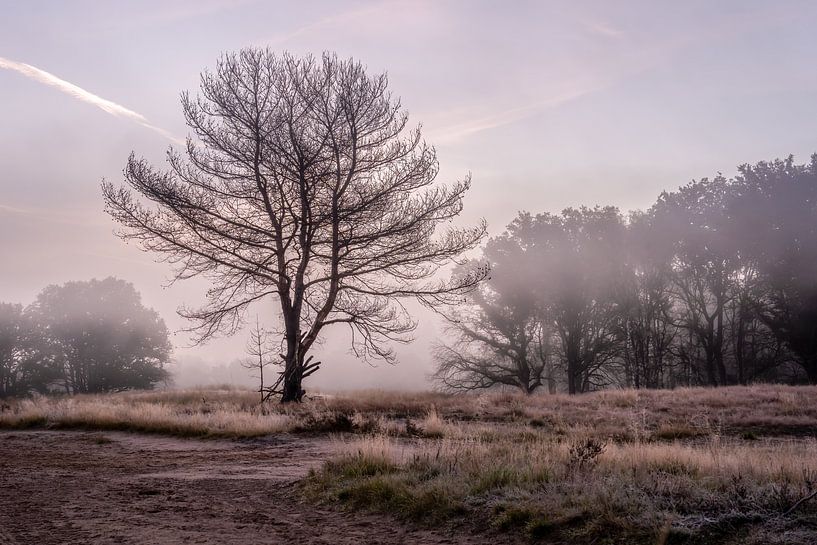 Nationalpark De Meinweg in Limburg - Niederlande von Maurice Meerten