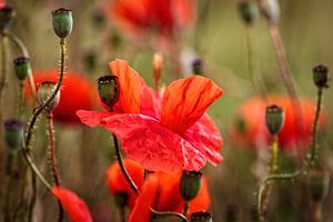 Mohn von Rob Boon