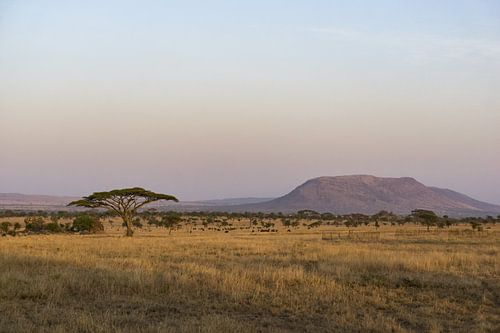 Paysage du Sergengeti