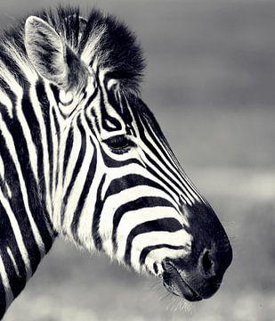 een zebraportret in zwart-wit van Werner Lehmann