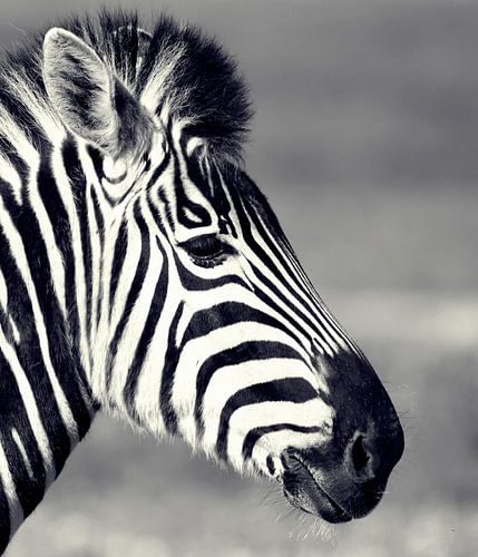 ein Zebra Portrait in schwarz weiss