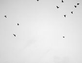 Bird flying high - black and white print of swallows, birds. by Raisa Zwart Travel Photography Prints thumbnail