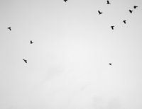 Hoch fliegender Vogel - Schwarzweißdruck von Schwalben, Vögel.