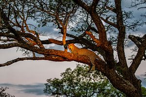 Leopard (Panthera pardus) auf einem Baumast im späten Abendlicht liegend
