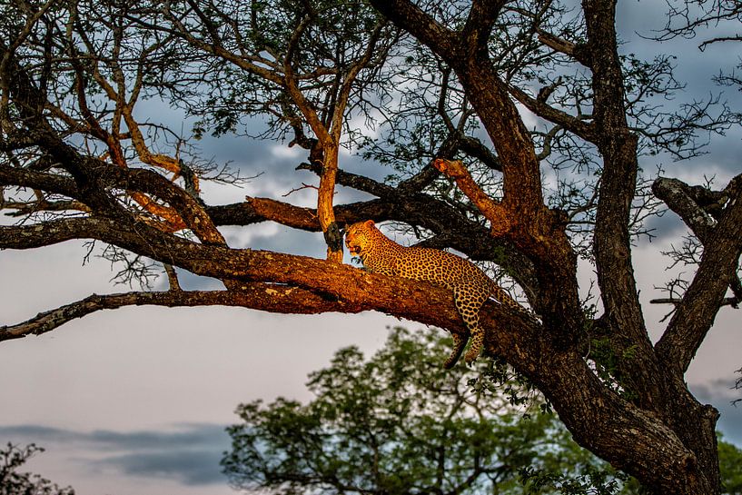 Leopard (Panthera pardus) auf einem Baumast im späten Abendlicht liegend von Nature in Stock