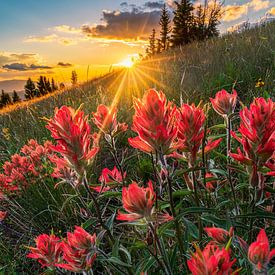 Summer Wildflower Sunset Photo by Daniel Forster