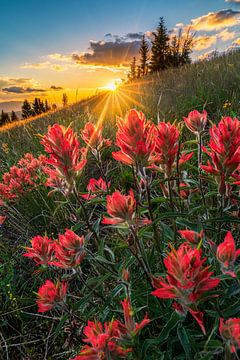 Photo d'un coucher de soleil de fleurs sauvages d'été sur Daniel Forster