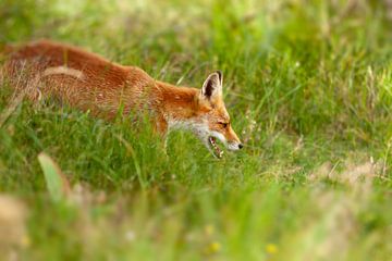 Vos in de natuur nederland van Björn van den Berg