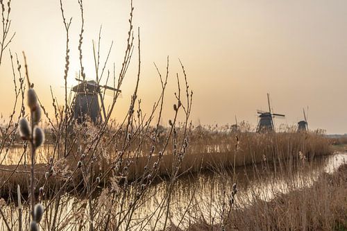 Zonsopkomst molens bij Werelderfgoed Kinderdijk met katjes en Saharastof