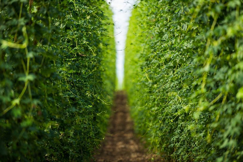 Standing inside of field with large hop plants growing in bigges von Robert Ruidl